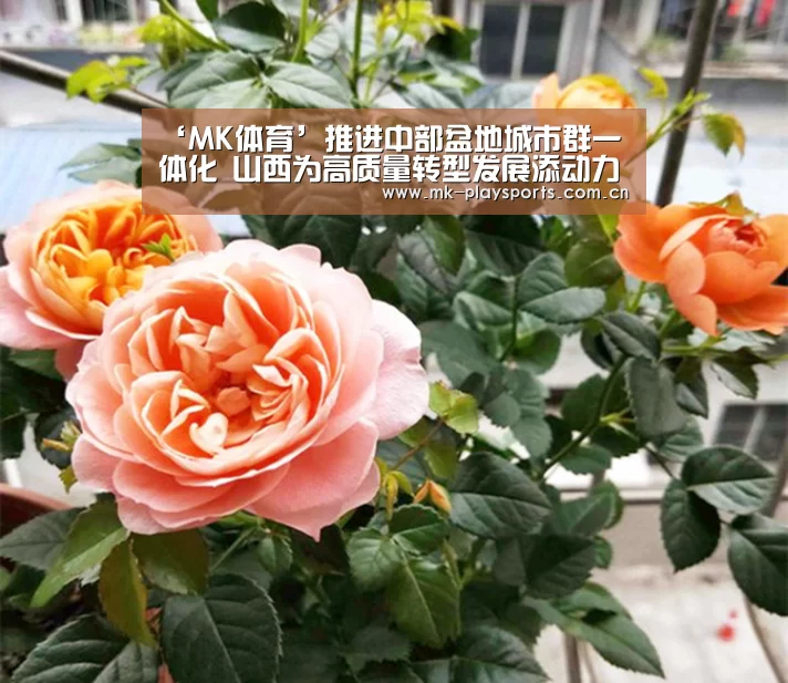 MK体育官方网站
