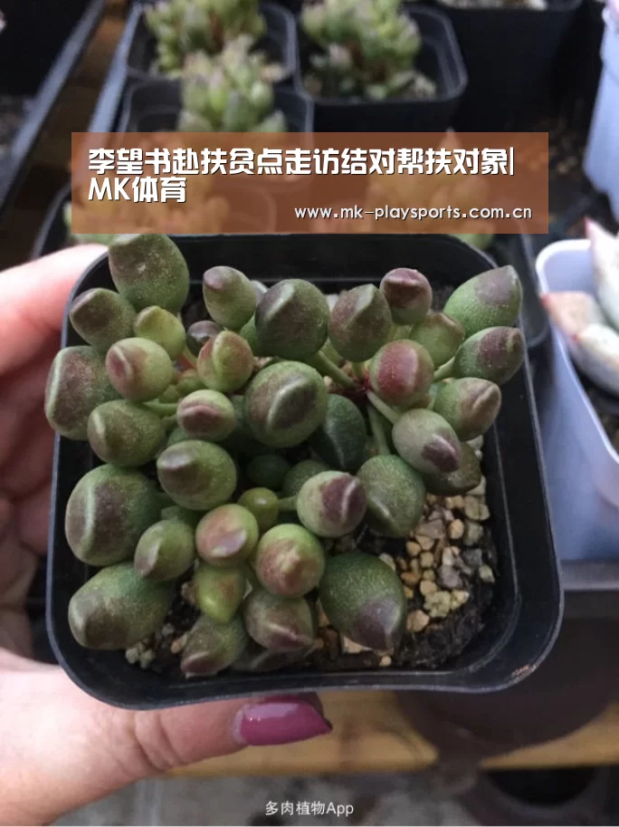 MK体育下载